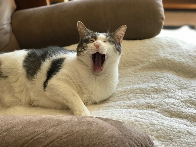 4tigeryawn.jpg