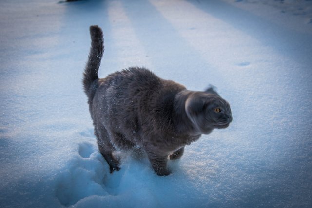 DSC_0309.jpg