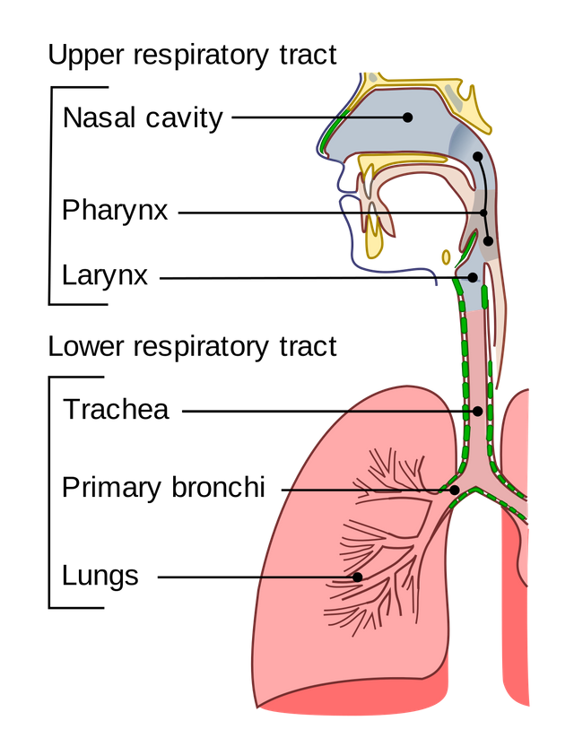 respiratory_tract.png