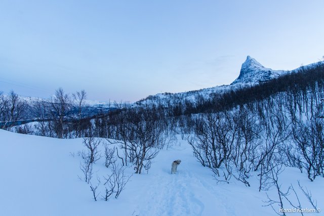 Taraldsvikfjellet4.jpg