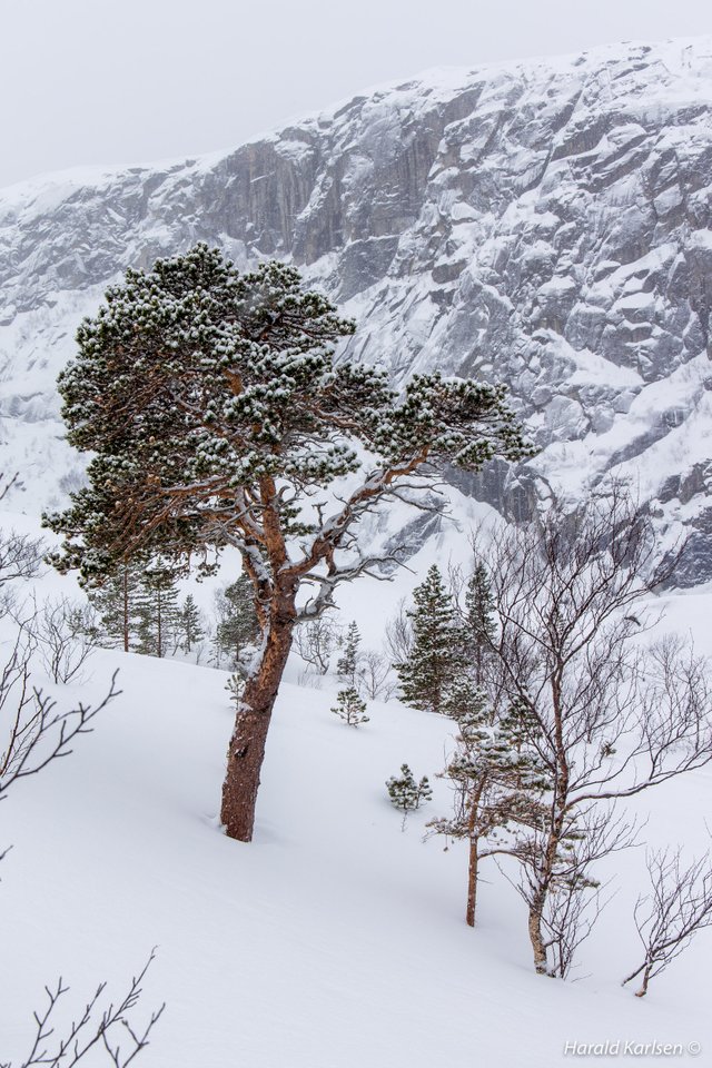 Svartdalen15.jpg