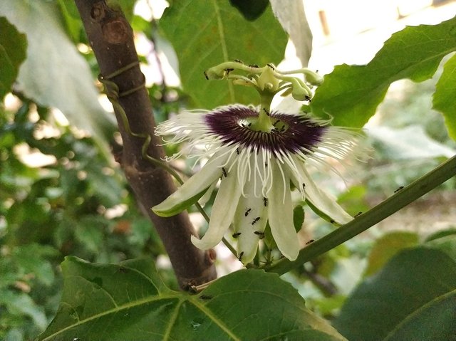 Passionflower.jpg