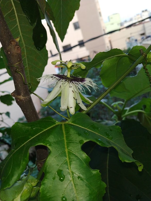 Passionflower1.jpg