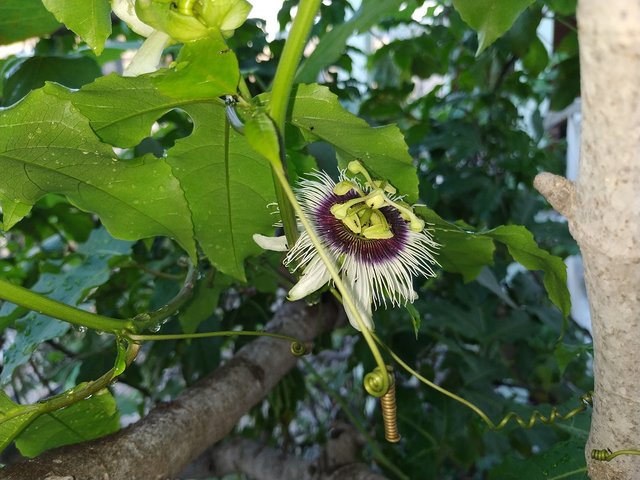 Passionflower3.jpg