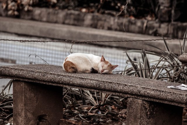homeless kitty.jpeg