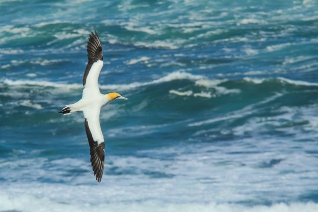 Australasian Gannet.jpg