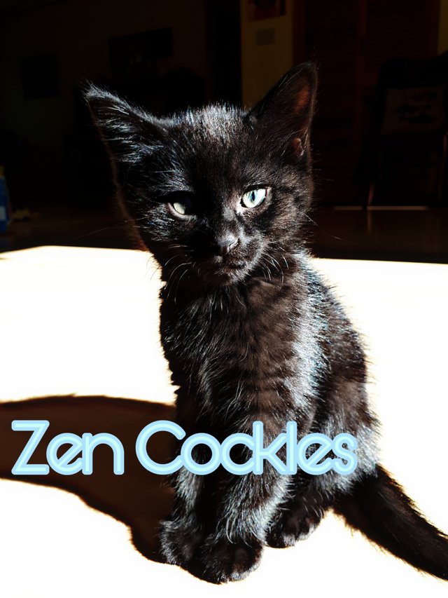 zen cockles.jpg