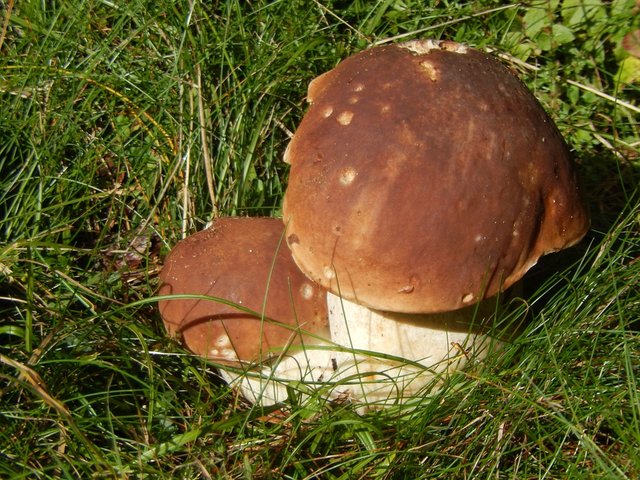 mushrooms185849_960_720.jpg