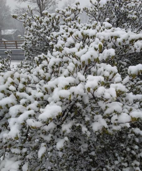 snowy bush.jpg