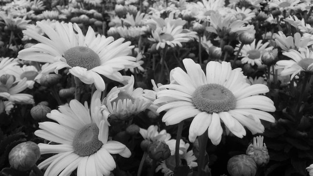 bw daisies.jpg