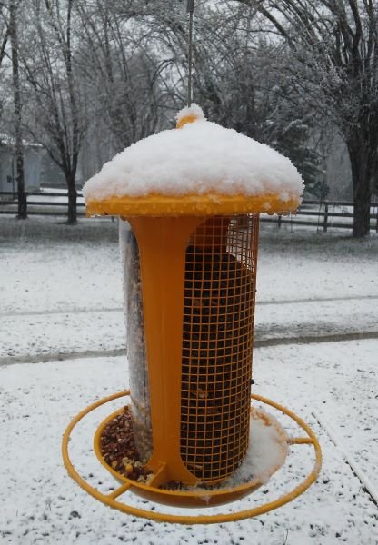 yellow bird feeder.jpg