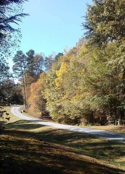 trees down back road.jpg