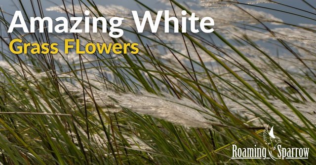 AmazingWhiteGrassFlowers.jpg