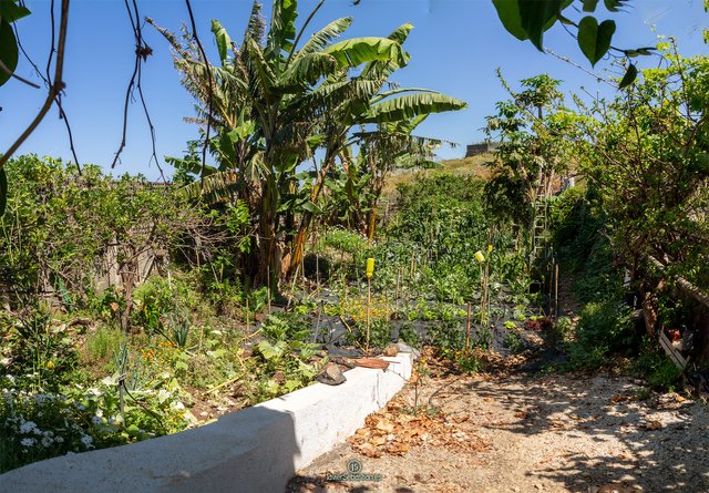 ecologic_goyos_garden_2.jpg