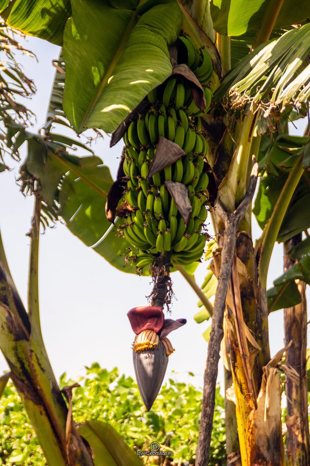 garden_casaruralbodegagoyo_2019_MG_0503.jpg