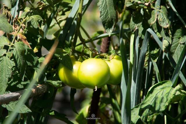 garden_casaruralbodegagoyo_2019_0498.jpg