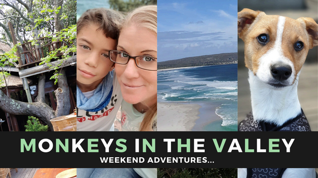 monkeys in the valley 4.png