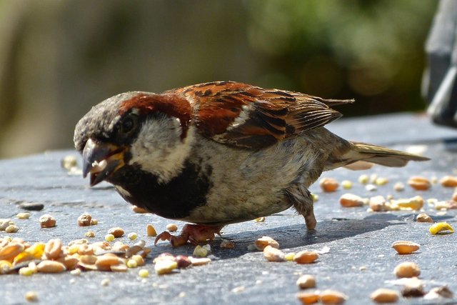 1sparrow.jpg