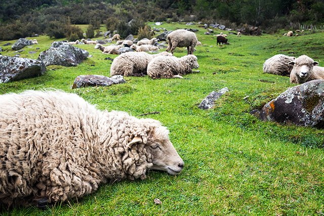 huaraz_relaxing_sheep1_reduced_reduced.jpg