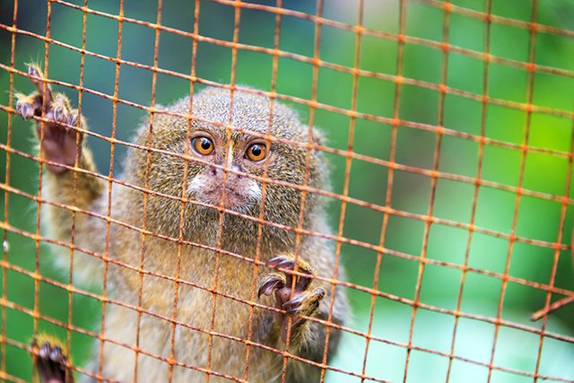 iquitos_pygmy_monkey_cage_reduced1.jpg