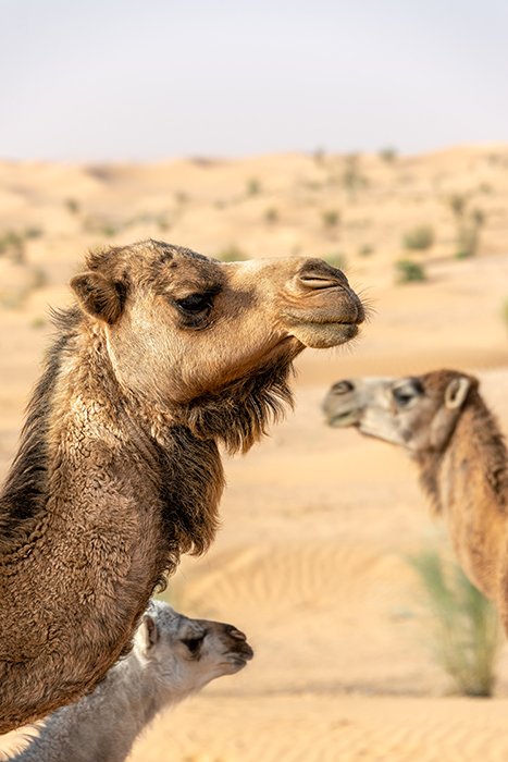 tunisia_sahara_three_camels_vertical_one_in_focus_reduced1.jpg
