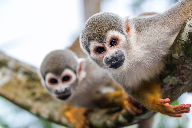 leticia_squirrel_monkeys_focus_and_blurry_reedit_reduced1.jpg