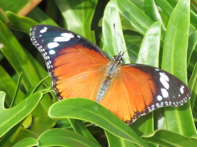 6082Acraea_butterfly.JPG