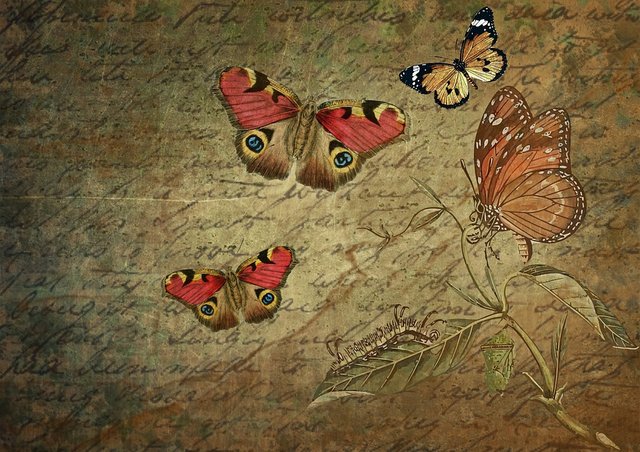 butterfly antique pixa.jpg