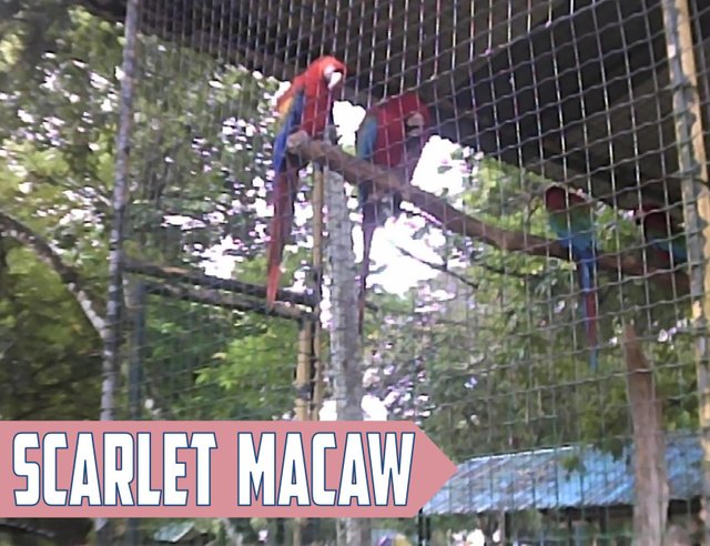 ScarletMacaw.jpg