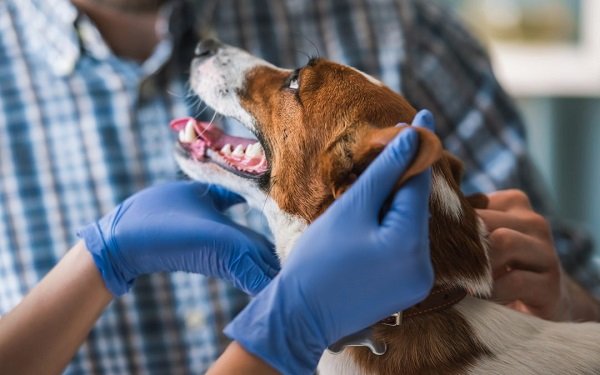 iStock820366140dogatvet1080x675.jpg