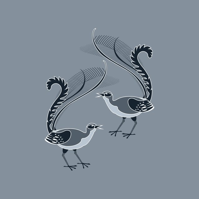 lyrebirds.jpg