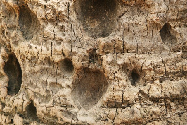 Palm_Tree_Bark_N_01_s.jpg