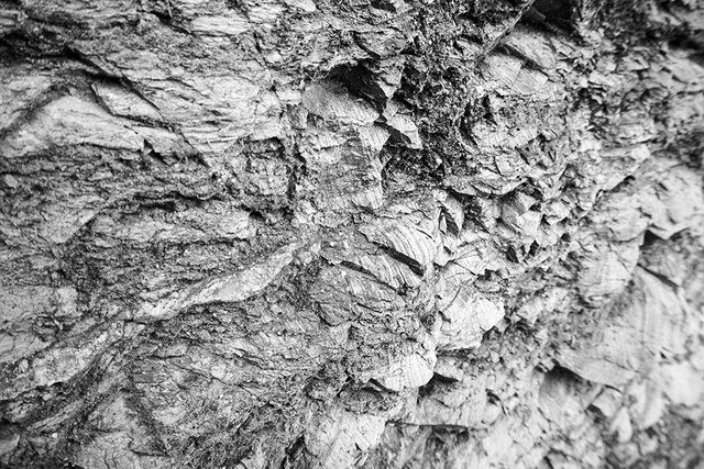 Rock_n_Moss_N_01_s_BW.jpg