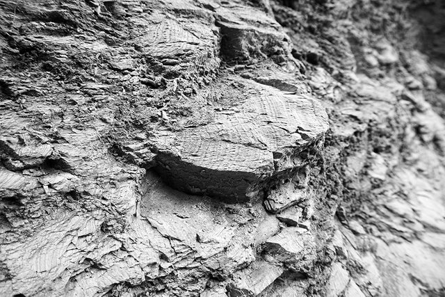 Rock_n_Moss_N_02_s_BW.jpg