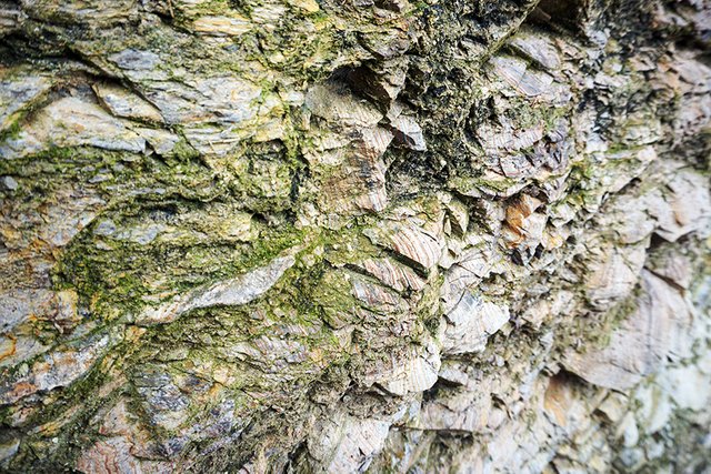 Rock_n_Moss_N_01_s.jpg