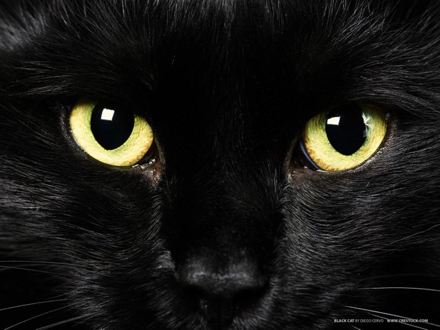 BlackCatYellowEyeWallpaper.jpg