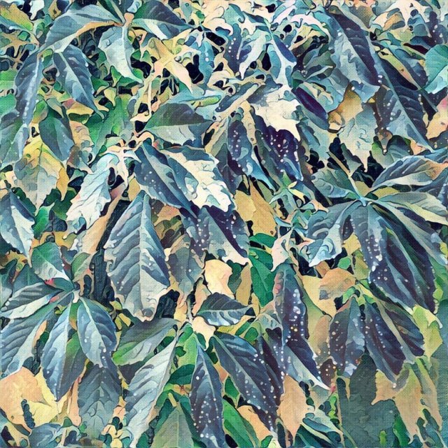 Leaves.jpg