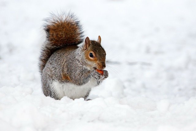 squirrel17854_1280.jpg