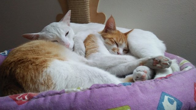 cattogetherness.jpg