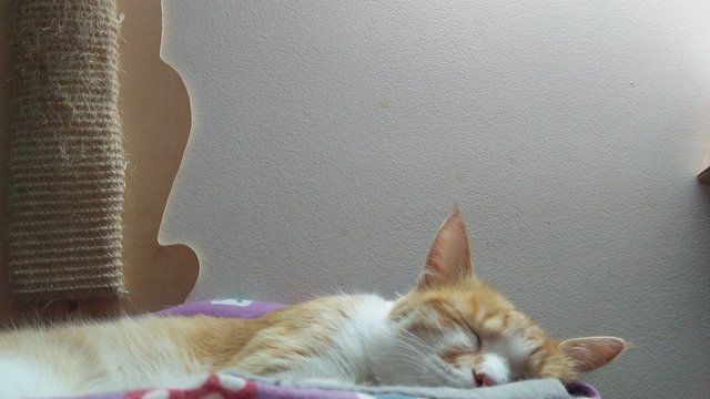 sleepcat.jpg