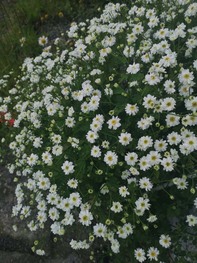 IMG_20190626_095842.jpg