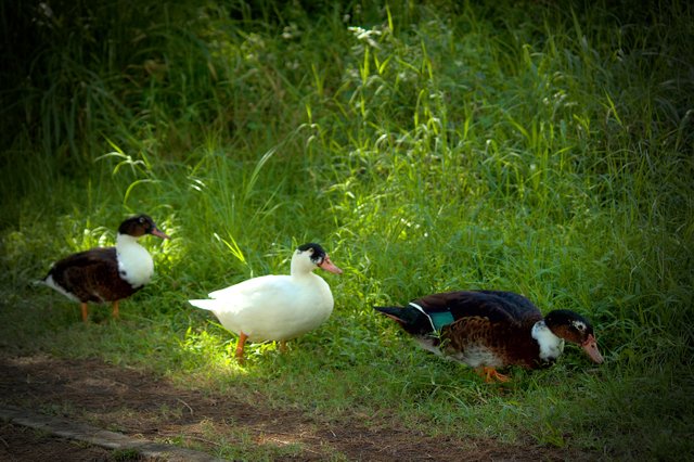 Patos_pandilla.jpg