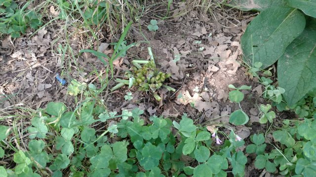 comfrey ground cover.jpg