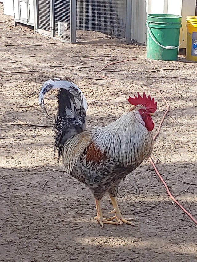 Cream Legbar Rooster.jpeg