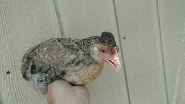 Bonnie Cream Legbar Pullet.jpg