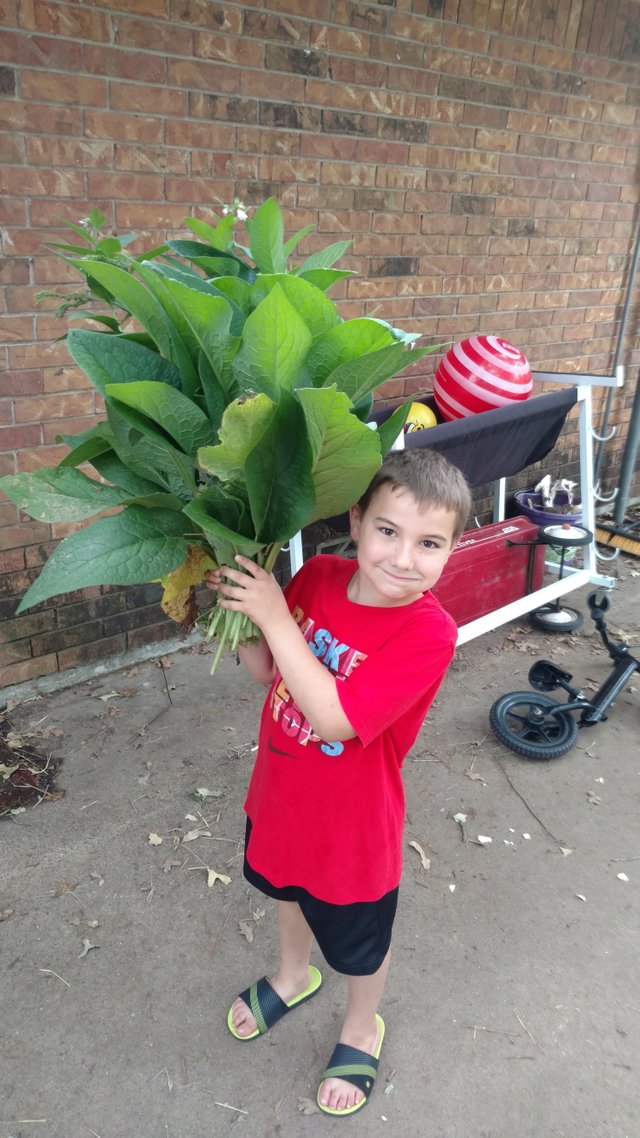 Sam with comfrey harvest.jpg