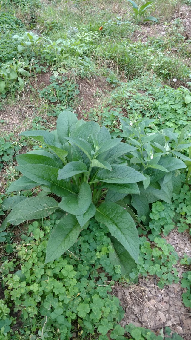 big comfrey.jpg