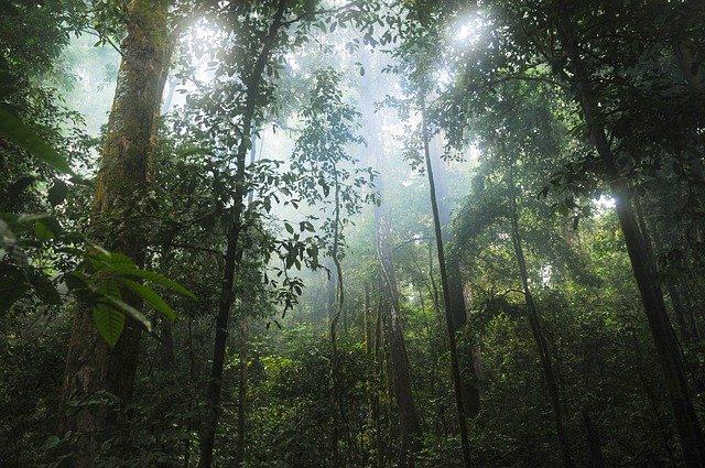 Bosque tropical.jpg
