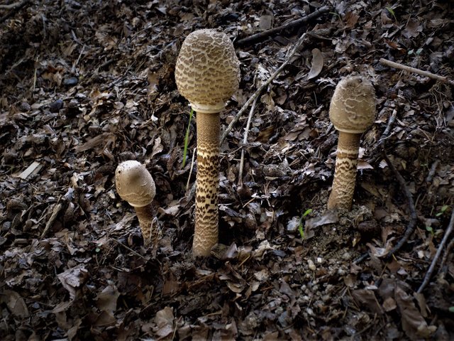 DSCN5170  Coprinus comatus.JPG