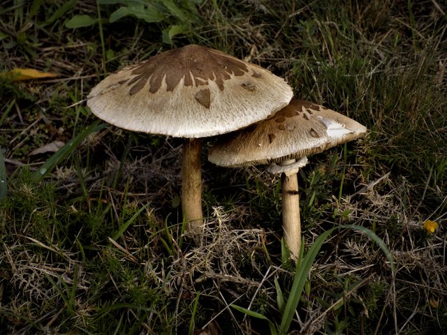 DSCN5549  Coprinus comatus.JPG